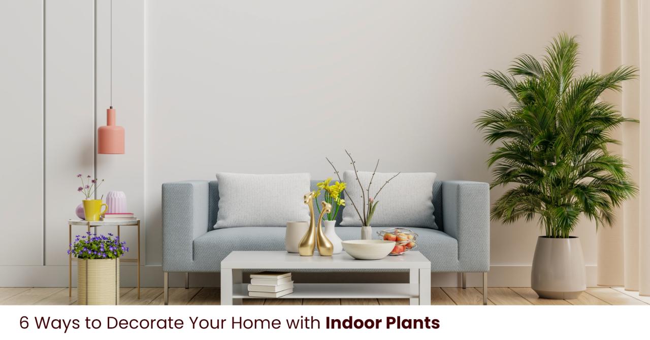 Best Indoor Plants for Adding Color to Your Home Décor