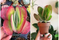 How to Care for Rare Indoor Plants at Home How to Care for Rare Indoor Plants at Home