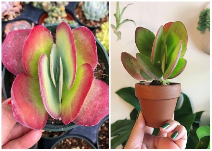 How to Care for Rare Indoor Plants at Home