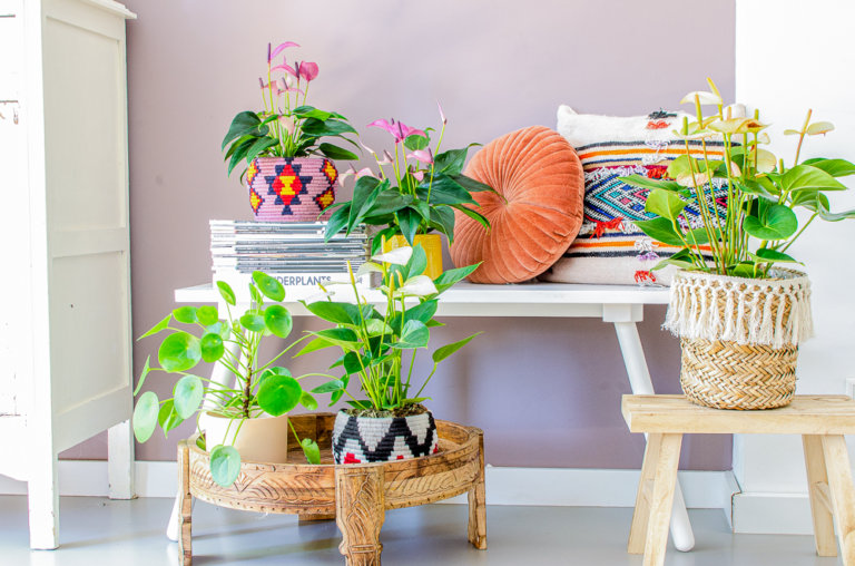How to Create a Zen Vibe with Indoor Plants and Candles