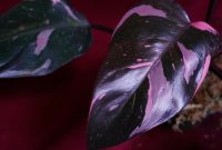 How to Spot Authentic Rare Plants for Sale Made Easy