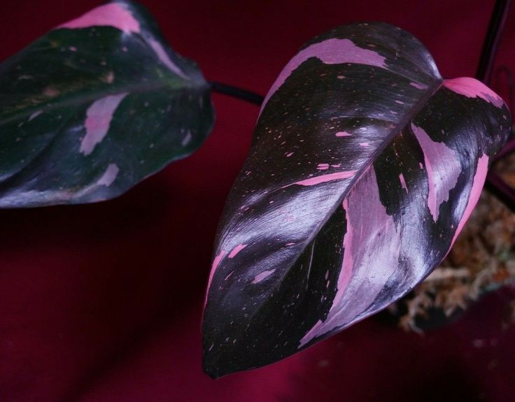 How to Spot Authentic Rare Plants for Sale Made Easy