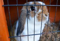 How to Identify Truly Cruelty-Free Products Made Easy